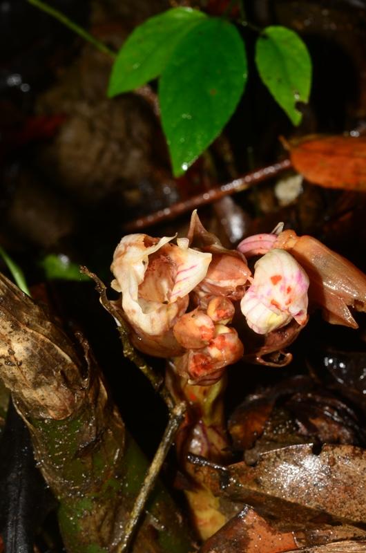 Acanthophippium striatum eFlora of India